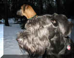 Olli und Paulchen im Wald