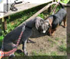Iska & Amelie