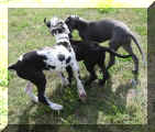 Uschi, gefleckt, Leja, schwarz, und Iska, blau