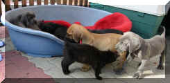 Bay.WelpenKatze1.JPG (36220 Byte)