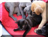 Bay.WelpenKatze2.JPG (30456 Byte)