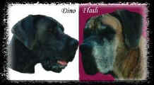 Dino & Flash