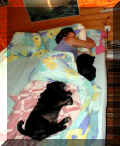 M�pse im Bett mit Frauchen