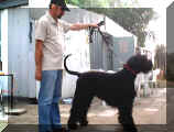 Schwarzer RussischerTerrier