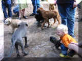 Welpen- und Menschengruppe...