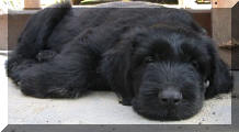 Briard Aaron mit 8 Wochen