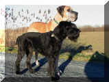 groe Hunde werfen lange Schatten.....