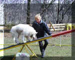 auf der Agility-Wippe