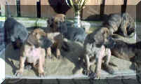 Welpen