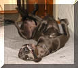 Iska's bevorzugte Liegeposition....