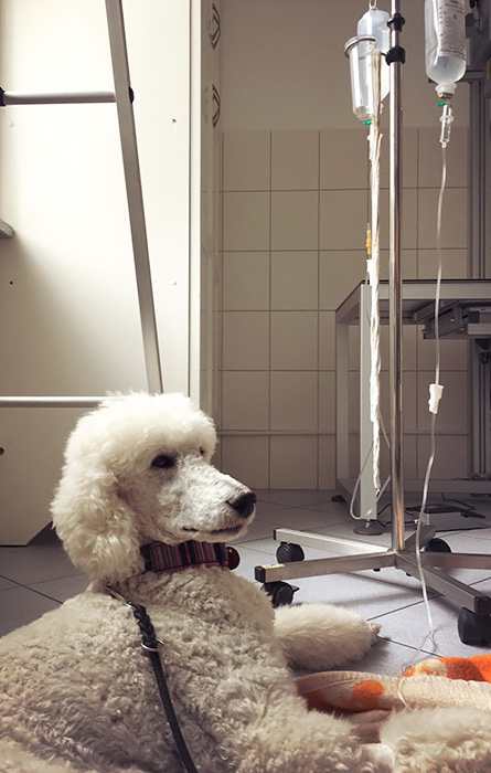 armes Flausch....:(
