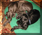 gemeinsam im Hundebett