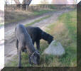 Olli und Iska verfolgen die Spur der Steine...;o)