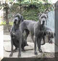 Kruses Doggenrudel